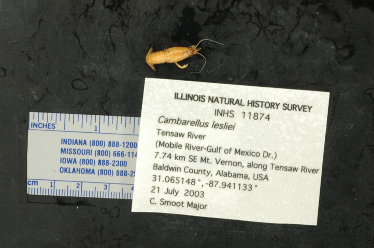 Cambarellus lesliei image